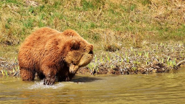 Γρεβενά - Καστοριά: Επιδρομές αρκούδων σε κοτέτσια