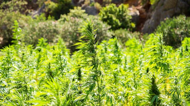 Αλεξανδρούπολη: Συλλήψεις για 16 κιλά κάνναβης