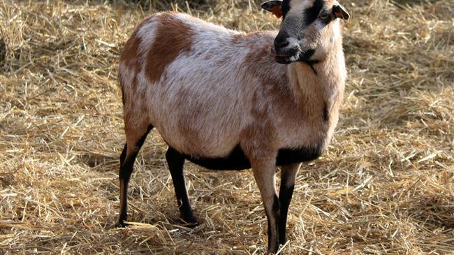 Χορήγηση de minimis  σε Κτηνοτρόφους των Δήμων Μαντουδίου-Λίμνης-Αγίας Άννας και Ιστιαίας- Αιδηψού