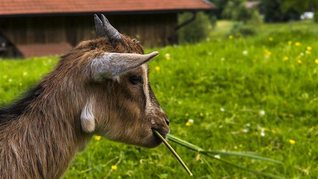 «Μια ιστορική ευκαιρία για την Ελληνική Αιγοπροβατοτροφία»