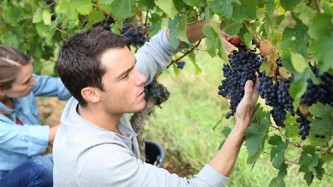 Μ. Τζελέπης:  ο «νέος αγρότης» οφείλει να πληρώνει εισφορές από την ημέρα της έγκρισης της ασφάλισής του