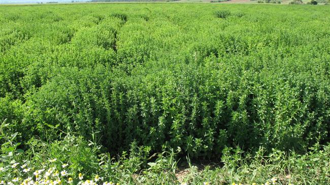 Αλμυρός: Πρόσκληση σε παραγωγούς για επιστημονική πιστοποίηση τοπικών προϊόντων έως τις 13 Ιουνίου