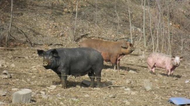 EFSA: « Σταματήστε την Αφρικανική Πανώλη των Χοίρων » στη Νοτιοανατολική Ευρώπη