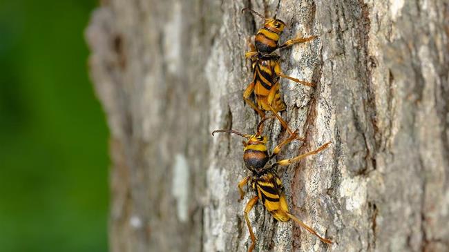 Ξενοδοχείο Εντόμων!