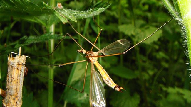 Ημερίδα για τη διαχείριση και αντιμετώπιση του προβλήματος των κουνουπιών