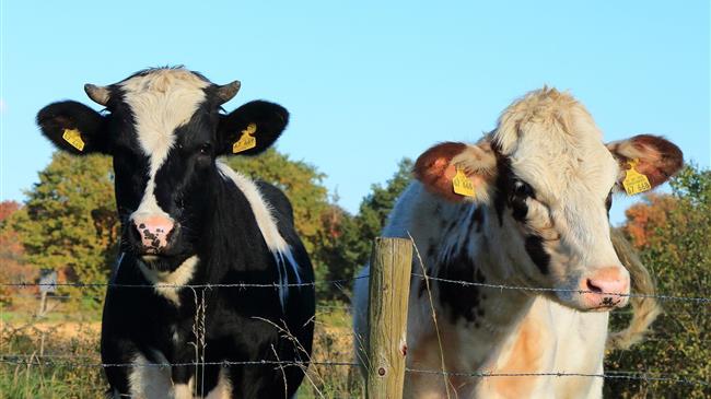 Συνδεδεμένη Ενίσχυση στον τομέα του βόειου κρέατος  