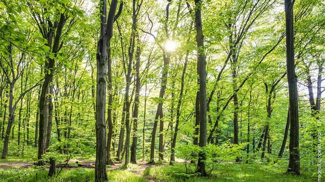 Κλιματική αλλαγή: Επιστρατεύοντας τα δάση ως δεξαμενές αποθήκευσης άνθρακα