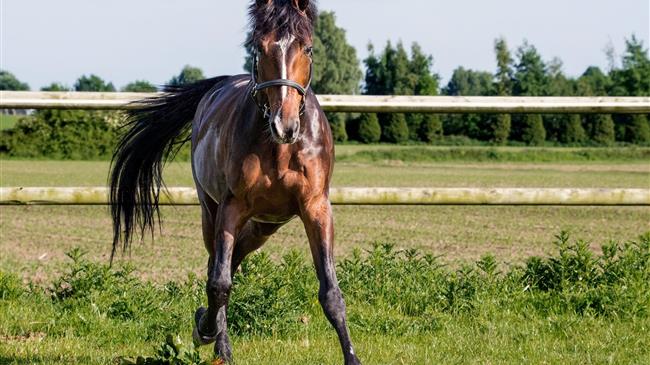 ΟΠΕΚΕΠΕ: Αλλαγές αριθμού σήμανσης ίππων - Ημερομηνίες καταχώρισης