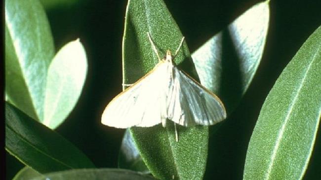 Προστασία από τη Μαργαρόνια  