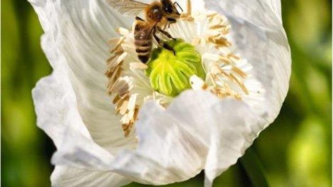 Αποζημιώσεις για την κατεστραμμένη μελισσοπαραγωγή στην Εύβοια