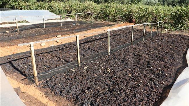 ΟΑΣΠΠ: Αμπέλια και σταφίδες έχουν υποστεί τεράστια καταστροφή από περονόσπορο