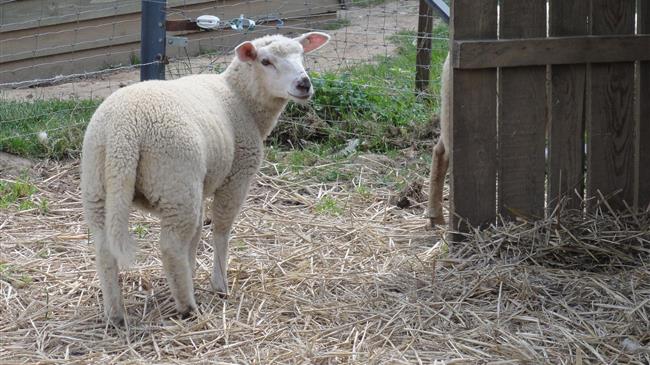 Κτηνοτροφία σε κρίση: Οι κτηνοτρόφοι καλούν σε άμεσες ενέργειες