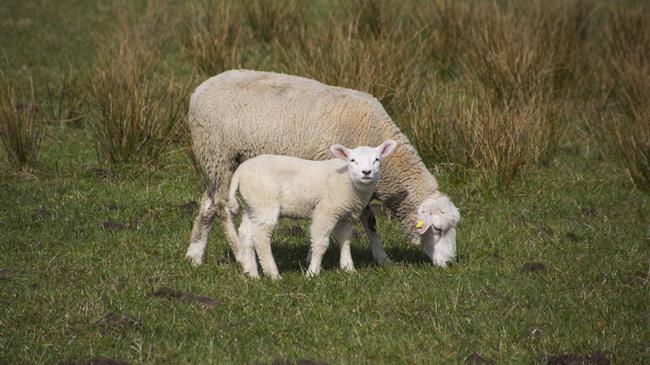 Εξώδικο στον Άδωνι Γεωργιάδη από ΑΚΚΕΛ και ΝΕΑ ΠΟΛΙΤΙΚΗ διεκδικεί αποζημιώσεις των κτηνοτρόφων για τη ζημιά στα αμνοερίφια