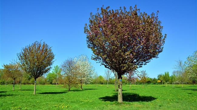 Tα προβλήματα σε ποικιλίες κερασιών οδηγούν σε μειωμένη παραγωγή