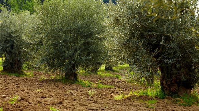 Σημαντικές ανακοινώσεις στο συνέδριο για την επιτραπέζια ελιά