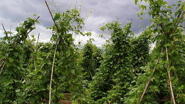 Πάνω από το 20% των χωραφιών των φασολοπαραγωγών της Πρέσπας θα μείνει ακαλλιέργητο