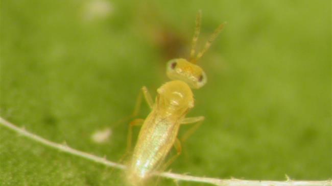 Άμεσες επεμβάσεις για τον Πυρηνοτρήτη  