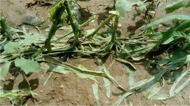 Το χαλάζι κατέστρεψε 14.300 στρέμματα καλλιεργειών στα Τρίκαλα