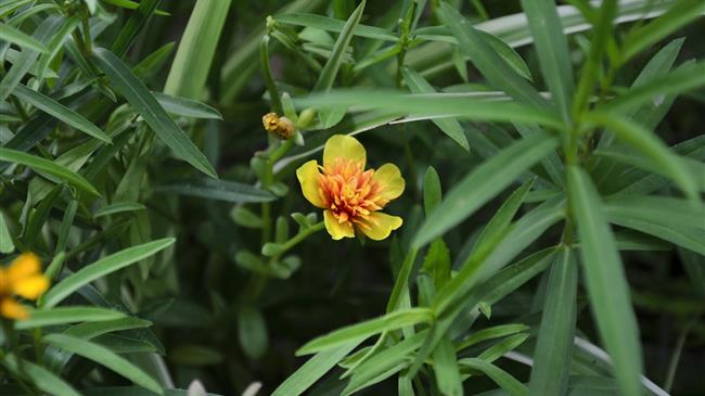 Εστραγκόν: Το βότανο με την ιδιαίτερη γεύση και το ξεχωριστό άρωμα