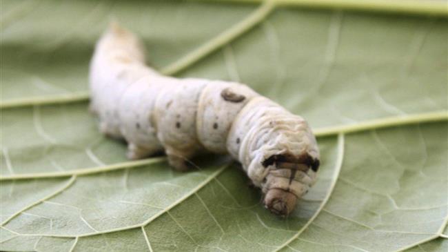 Συνδεδεμένη ενίσχυση 2020: Καθορίστηκε το ύψος στη σηροτροφία