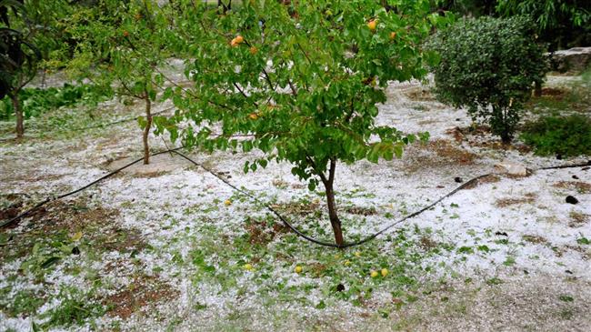 Το χαλάζι αποτελείωσε τις δενδροκαλλιέργειες στην Κοζάνη