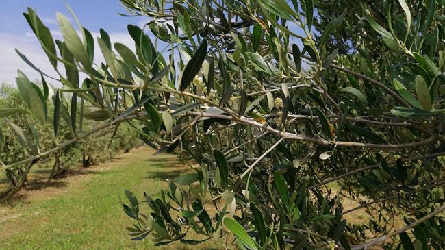 Δύο χρόνια κατεστραμμένοι οι ελαιοπαραγωγοί 