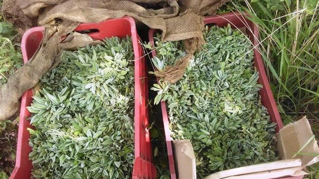 Φυτεύοντας Τσάι Ολύμπου στο Ελατοχώρι Πιερίας