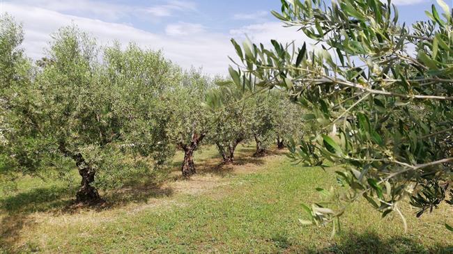 Έξαρση του δάκου στην περιοχή της Αλεξανδρούπολης