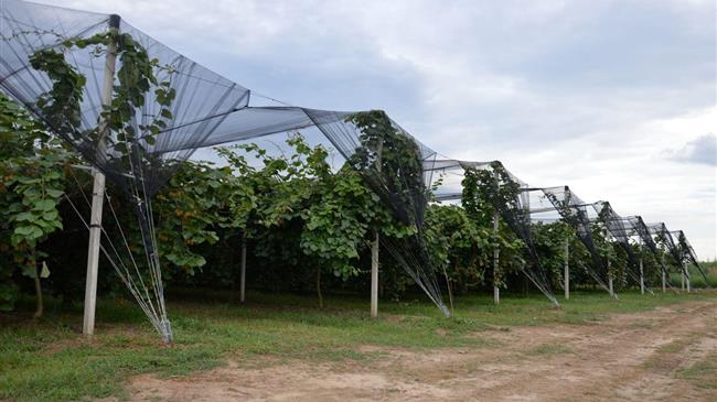 ΕΛ.Γ.Α.: Τελευταία παράταση για τη δημόσια διαβούλευση του προγράμματος χαλαζικής προστασίας