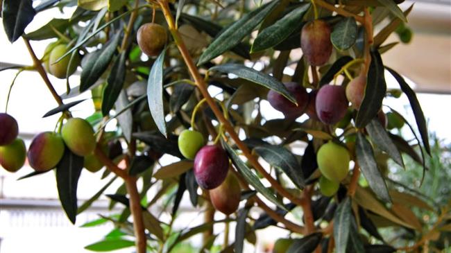 Οι εξαγωγές ισπανικής επιτραπέζιας ελιάς στις ΗΠΑ πέφτουν κι άλλο