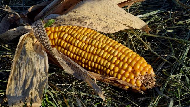 Ρωσία: «Στοπ» στις εξαγωγές κριθαριού, καλαμποκιού και σίκαλης;