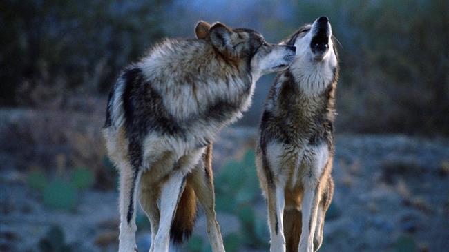 Εορδαία: Λύκος κατασπάραξε 30 πρόβατα στο Εμπόριο