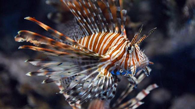 Λεοντόψαρα τους έστειλαν στο Κέντρο Υγείας