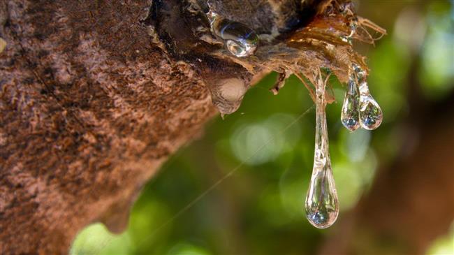 Μαστιχοπαραγωγοί Χίου: Προθεσμία για δηλώσεις ζημιάς και εξόφληση εισφορών ΕΛΓΑ