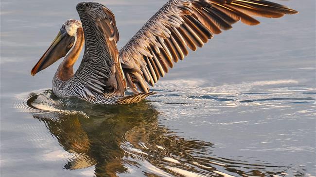Κρούσματα γρίπης των πτηνών στις Πρέσπες
