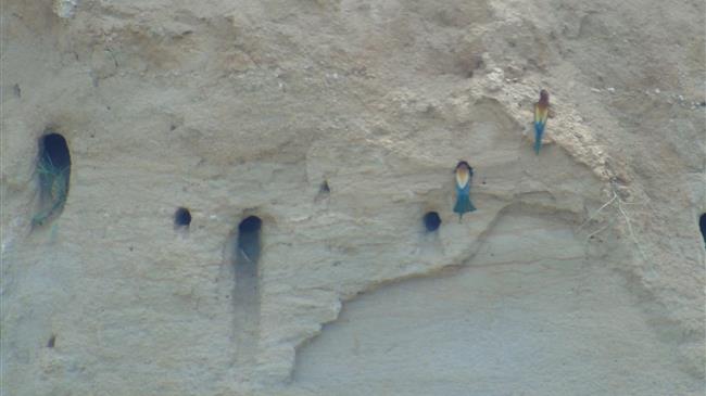 ΤΑΡ: η καφέ αρκούδα και η χαλκοκουρούνα