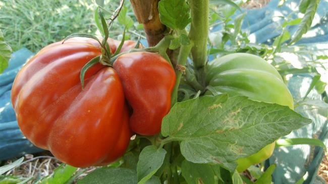 Γεωργικές προειδοποιήσεις υπαίθριας τομάτας