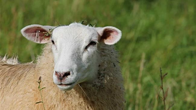 Νέα παράταση για βοσκοτόπια