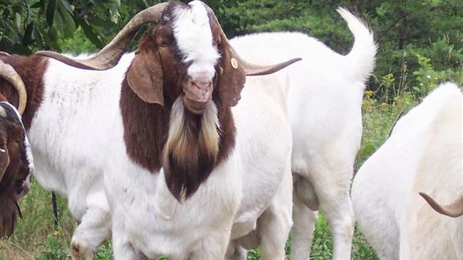 Επιβεβαίωση κρούσματος ευλογιάς των αιγοπροβάτων στην Τουρκία