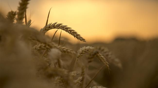 Οι τελευταίες εξελίξεις στα σιτηρά