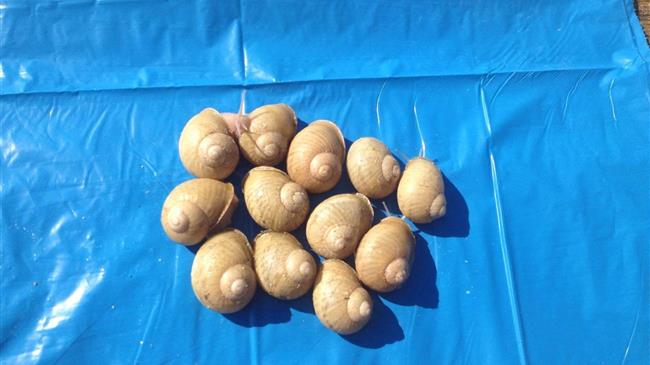 Κρητικός χοχλιός σε χρώμα λευκό 