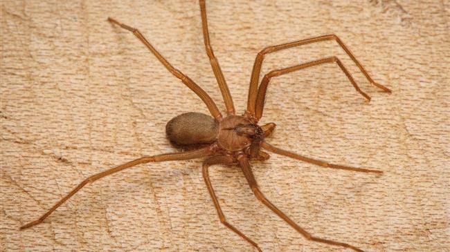 Συναγερμός στην Ηλεία από τσίμπημα μαύρης αράχνης