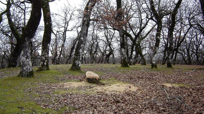 Επιχορήγηση των δήμων για δασοπροστασία