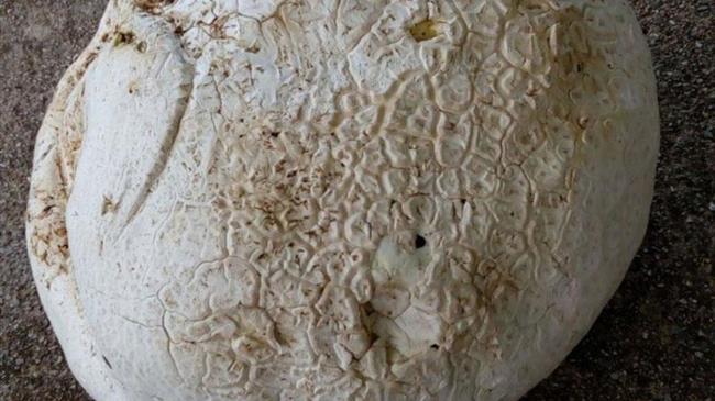 Μανιτάρι τεραστίων διαστάσεων στο όρος Κέδρος