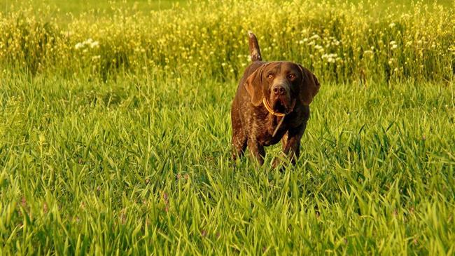 Εκδόθηκε η ΚΥΑ για εκγύμναση και αγώνες κυνηγετικών σκύλων στις Ελεγχόμενες Κυνηγετικές Περιοχές