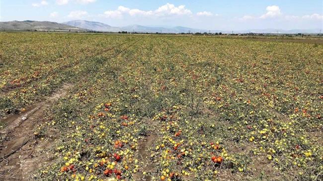 Αντιπροσωπεία επισκέφθηκε καλλιέργειες από τον ΕΛΓΑ