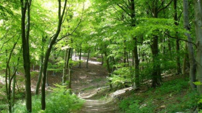 Ποσό 268.600 ευρώ για δασική πυροπροστασία