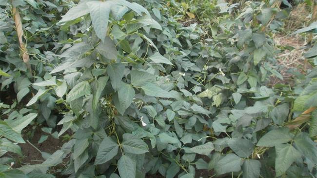 Σε τραγικό αδιέξοδο οι παραγωγοί φασολιών