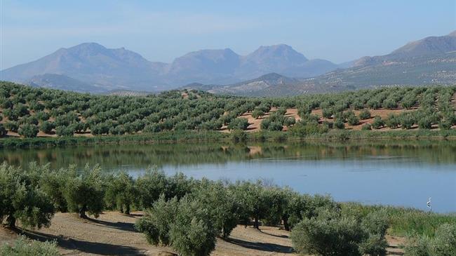 Ανακοίνωση για το Πρόγραμμα Δακοκτονίας 2018
