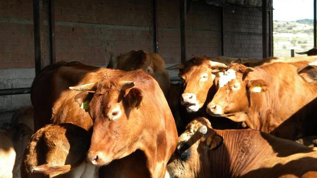 Στόχος η δημιουργία της ελληνικής κόκκινης φυλής βοοειδών στη Δυτική Μακεδονία 
